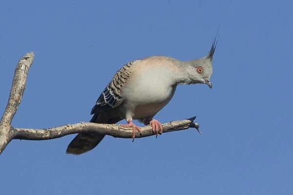 Crested Pigeon - near Ti Tree - Northern Territory - Australia