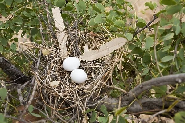 Crested Pigeon nest Crested Pigeons are found throughout much of Australia in open woodlands and farmland. Nest at Mt Barnett, Gibb River Road, Kimberley, Western Australia