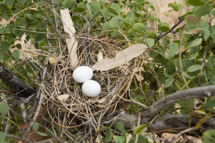 Framed Print : Crested Pigeon nest Crested Pigeons are found throughout much of Australia in open woodlands and farmland. Nest at Mt Barnett, Gibb River Road, Kimberley, Western Australia Framed Print : Crested Pigeon nest Crested Pigeons are found throughout much of Australia in open woodlands and farmland. Nest at Mt Barnett, Gibb River Road, Kimberley, Western Australia