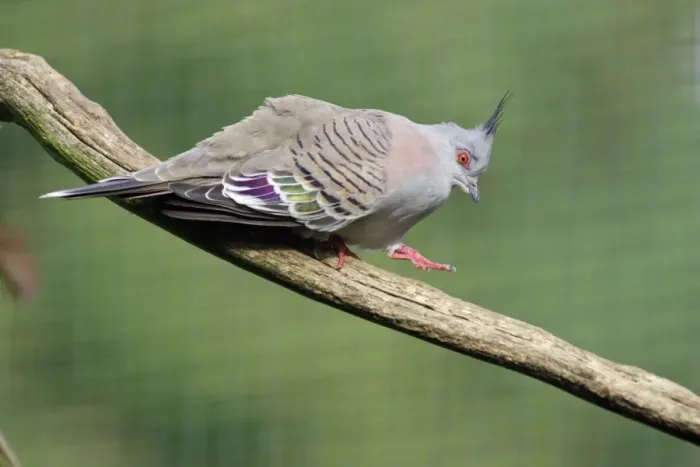 Framed Print : Crested Pigeon - walking down branch, crooning. Dortmund, Germany