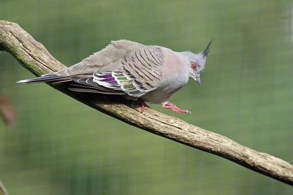 Crested Pigeon - walking down branch, crooning. Dortmund, Germany