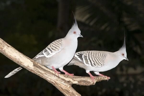 Crested Pigeons - pair wait near a bird feeder for their early morning feed. Once found mainly in the more-arid regions of the Australian outback, this species is now expanding its range towards the coast
