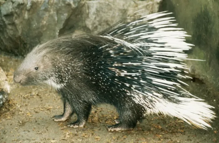 Framed Print : Crested Porcupine Framed Print : Crested Porcupine