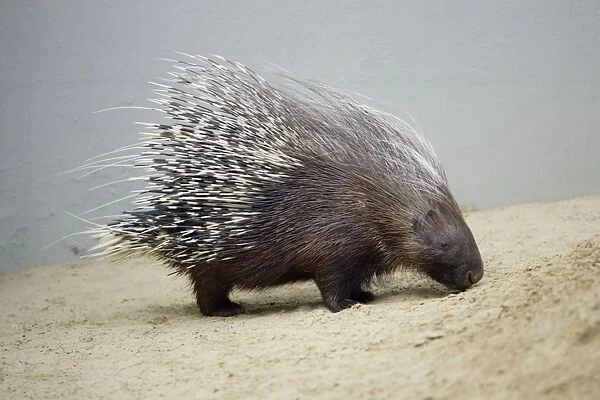 Crested Porcupine - with quills semi-raised in defense position, Emmen, Holland