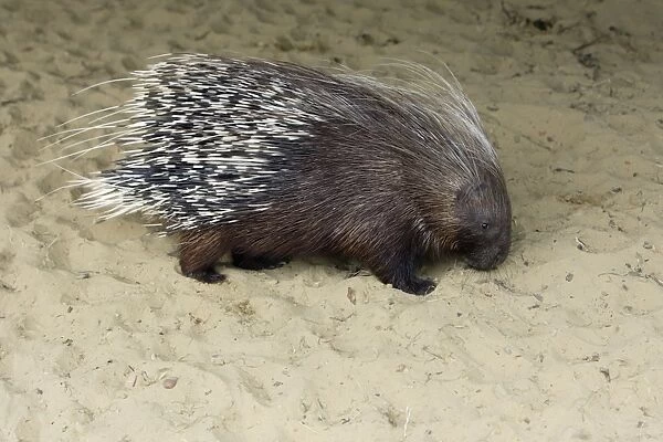 Crested Porcupine - searching for food, Emmen, Holland