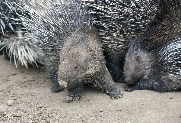 Crested Porcupine young