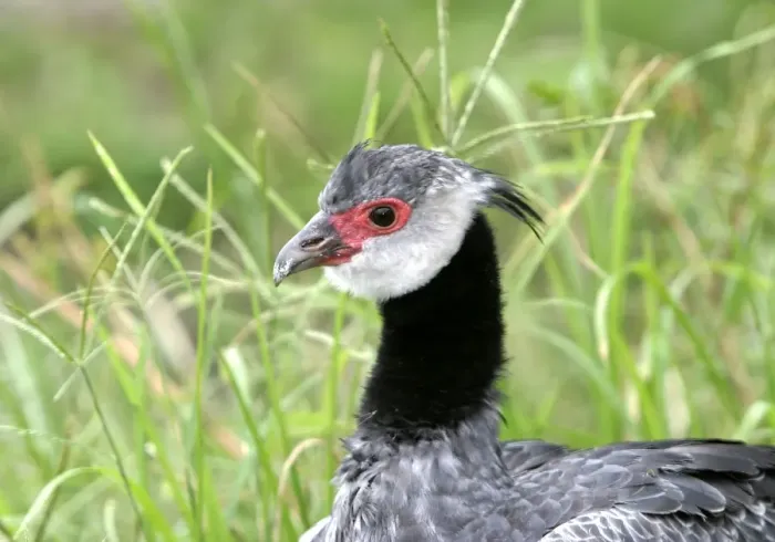 Framed Print : Crested Screamer. Venezuela Framed Print : Crested Screamer. Venezuela