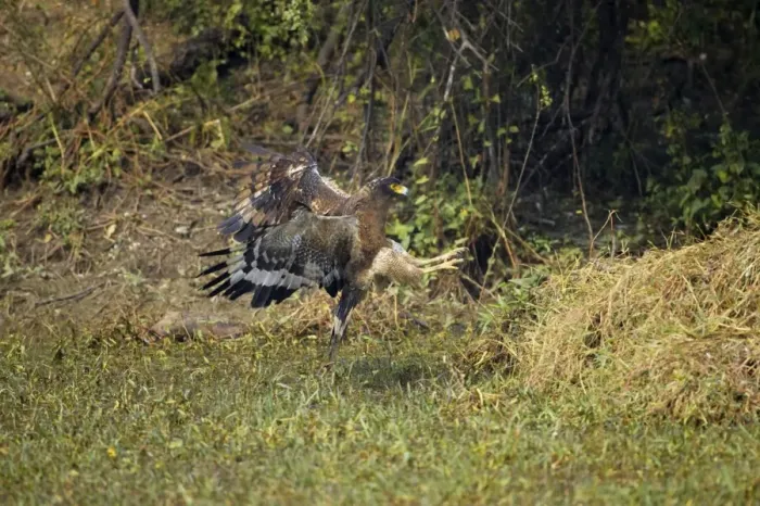 Framed Print : Crested Serpent Eagle - attempting to catch prey - Keoladeo Ghana National Park - Bharatpur - Rajasthan - India BI017649