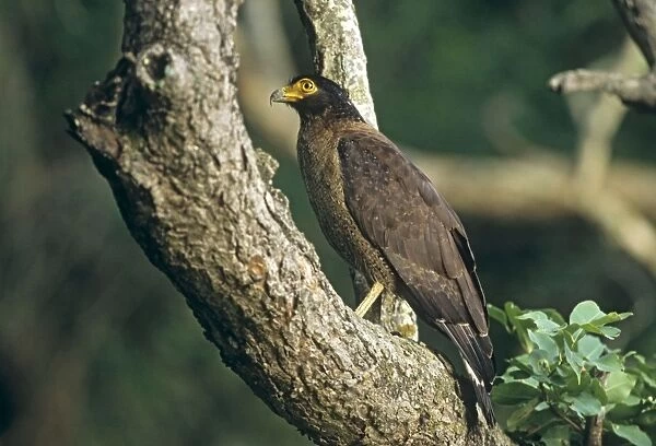 Crested Serpent Eagle, Corbett National Park, India
