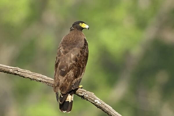Crested Serpent Eagle, Corbett National Park, Uttaranchal, India