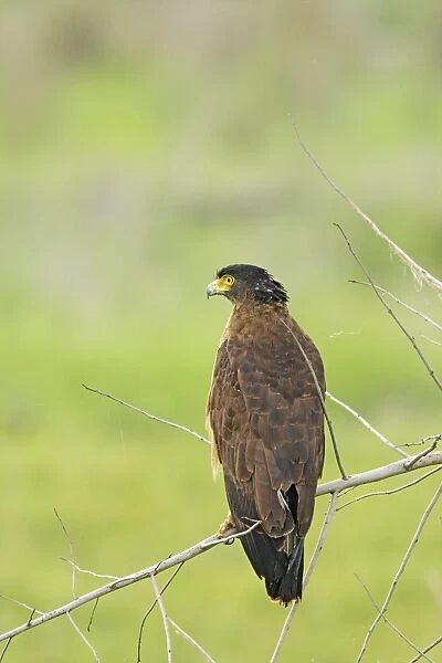 Crested Serpent Eagle - Corbett National Park, India