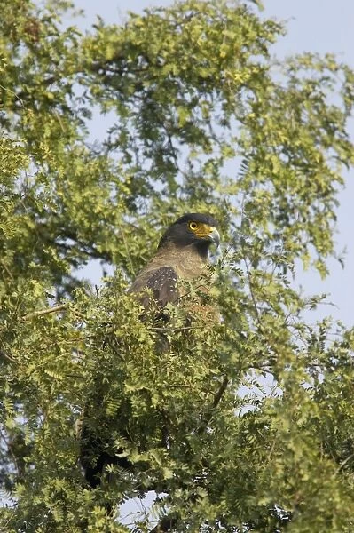 Crested Serpent Eagle - Keoladeo Ghana National Park - Bharatpur - Rajasthan - India BI017634