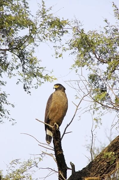 Crested Serpent Eagle - Keoladeo Ghana National Park - Bharatpur - Rajasthan - India BI017636