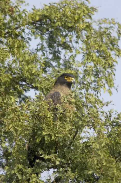 Framed Print : Crested Serpent Eagle - Keoladeo Ghana National Park - Bharatpur - Rajasthan - India BI017634 Framed Print : Crested Serpent Eagle - Keoladeo Ghana National Park - Bharatpur - Rajasthan - India BI017634