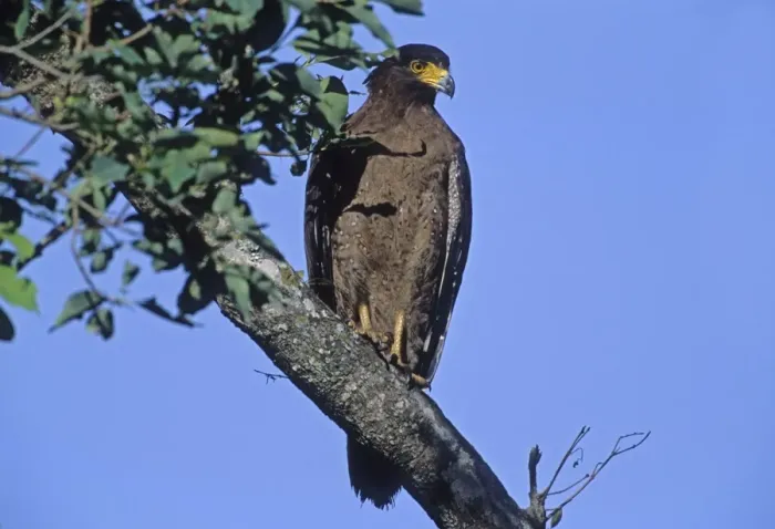 Framed Print : Crested Serpent Eagle - In tree, Corbett National Park, India