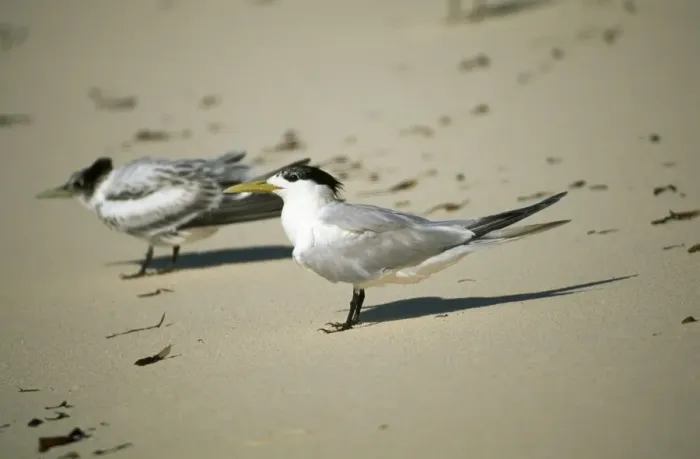Framed Print : Crested Tern
