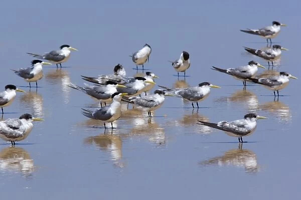 Crested Tern - flock of adult and juvenile individuals resting on a beach - Fraser Island World Heritage Area, Great Sandy National Park, Queensland, Australia