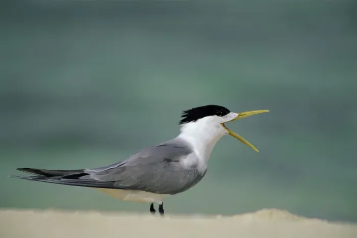 Framed Print : Crested Tern With mouth open. Heron Island. Great Barrier Reef. Queensland, Australia Framed Print : Crested Tern With mouth open. Heron Island. Great Barrier Reef. Queensland, Australia
