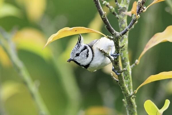 Crested Tit - on bush in garden, Lower Saxony, Germany