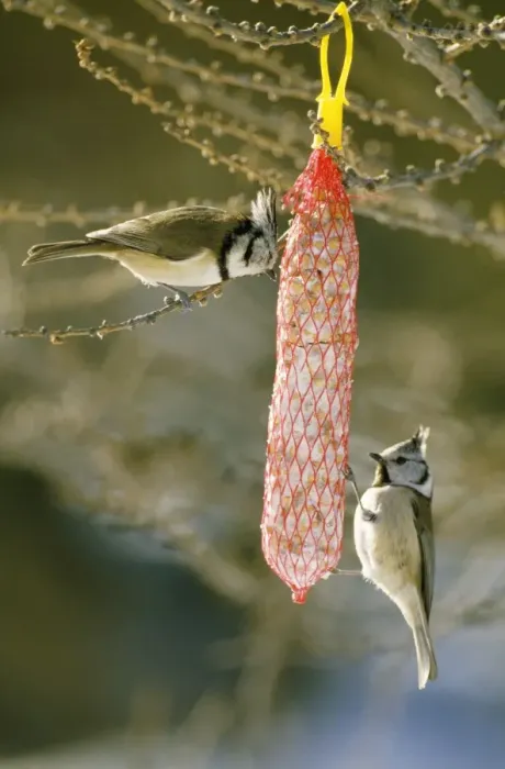 Framed Print : Crested Tit - at feeder Framed Print : Crested Tit - at feeder