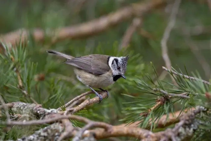 Framed Print : Crested Tit -Feeding in Scots Pine - Scotland UK