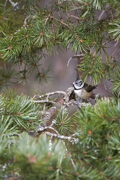 Crested Tit -Feeding in Scots Pine - Scotland UK