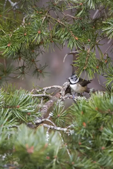 Framed Print : Crested Tit -Feeding in Scots Pine - Scotland UK Framed Print : Crested Tit -Feeding in Scots Pine - Scotland UK