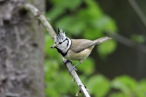 Crested Tit - with food in beak, Lower Saxony, Germany