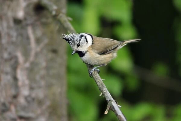 Crested Tit - peched on spruce twig, Lower Saxony, Germany