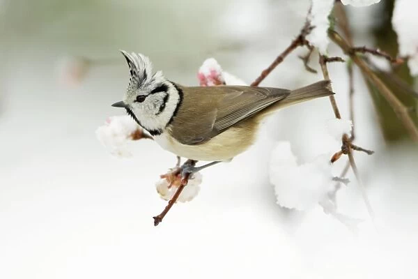 Crested Tit - On snow covered Viburnum, Lower Saxony, Germany