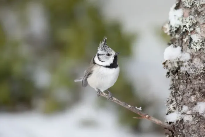 Framed Print : Crested Tit - snow - Norway
