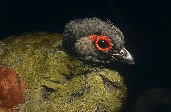 Crested Wood Partridge - female Southeast Asia