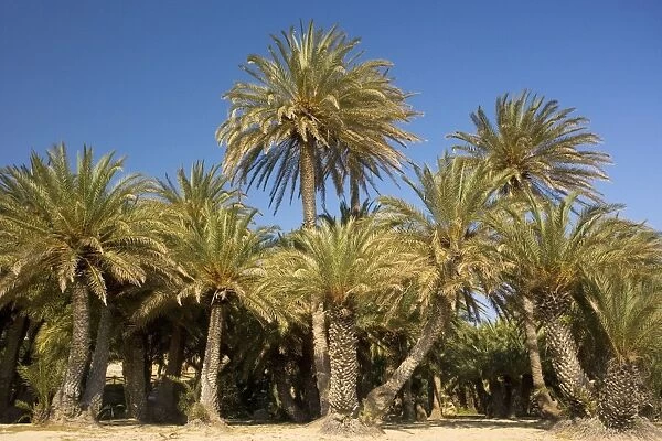 Cretan Date Palm (Phoenix theophrastii) growing on the coast at Vai, East Crete