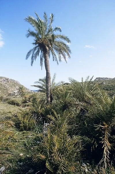 Cretan  / European Date Palm - in habitat Crete