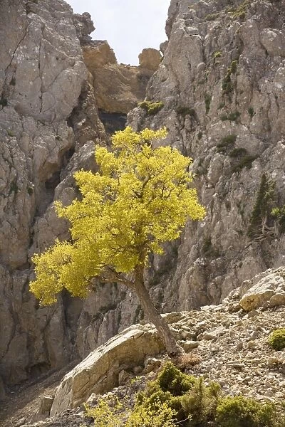 Cretan Maple Acer sempervirens in spring in the White Mountains, Crete