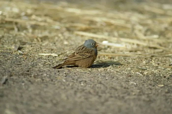 Framed Print : Cretzschmar's Bunting - male with seed in beak Framed Print : Cretzschmar's Bunting - male with seed in beak