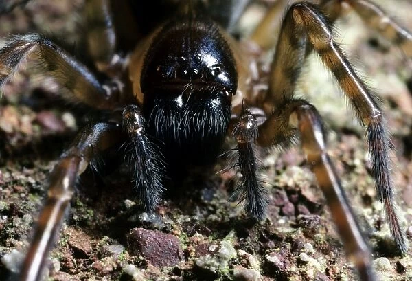 Cribellate Spider - close up of face - UK
