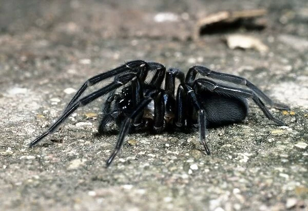 Cribellate Spider - female - UK