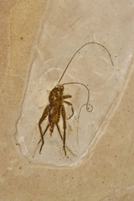 Framed Print : Cricket Fossil - Ceara-Brazil - from Santana Formation - Lower Cretaceous Framed Print : Cricket Fossil - Ceara-Brazil - from Santana Formation - Lower Cretaceous