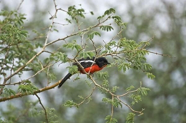 Crimson Boubou  /  Crimson Breasted Shrike - On branch of thorny shrub - Kalahari - Botswana