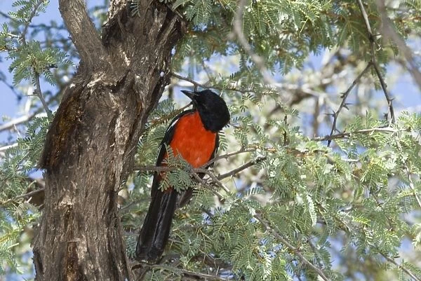 Crimson-breasted Shrike - Perched on branch - Mata Mata. Endemic in Kalahari basin and adjoining hardveld areas; southern Angola, Namibia, Botswana, south-west Zimbabwe, north and north-west South Africa