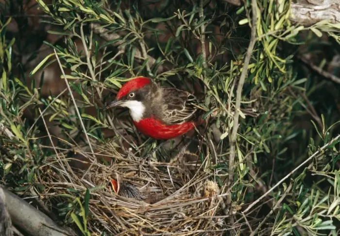 Framed Print : Crimson Chat At nest with young Framed Print : Crimson Chat At nest with young