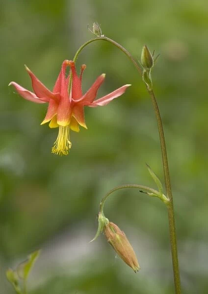 Crimson columbine - in flower. In aspen forest, Sierra Nevada, USA