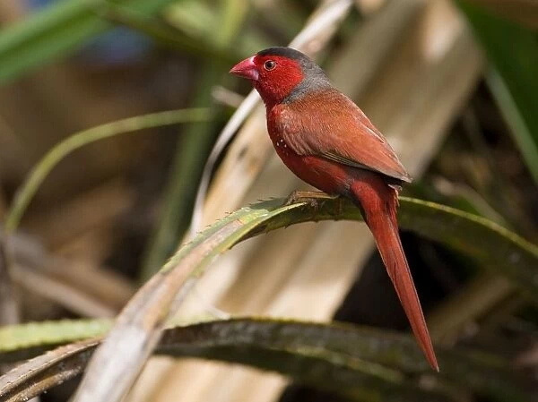 Crimson Finch Usually inhabits pandanus lined creeks but sometimes forages some distance away. This is the black-bellied subspecies phaeton. Occurs from the Kimberley across northern Northern Territory