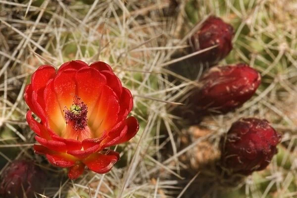 Crimson Hedgehog  /  Claret Cup  /  Hedgehog  /  Mound Cactus - buds and one bright red blossom in full bloom - Cedar Mesa - Utah - USA