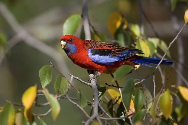 Crimson Rosella - adult Crimson Rosella in a tree with autumn-coloured foliage looking out - Grampians National Park