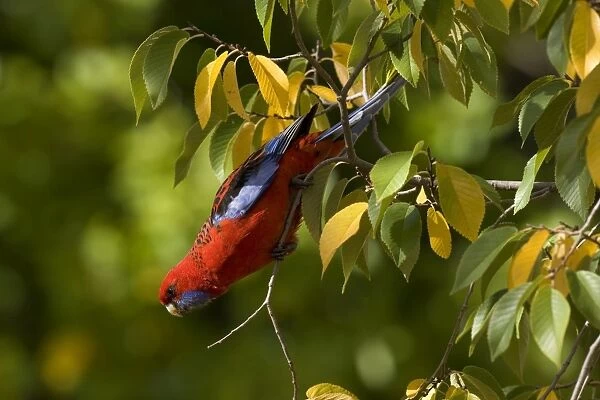 Crimson Rosella - adult Crimson Rosella in a tree with autumn-coloured foliage looking down towards the ground - Grampians National Park, Victoria, Australia