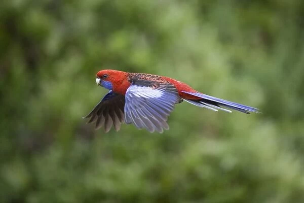 Crimson Rosella - adult in flight - Wilson's Promontory National Park, Victoria, Australia