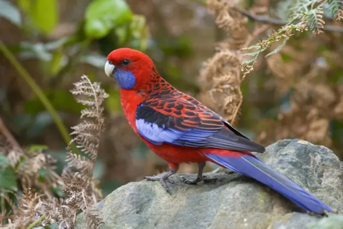 Framed Print : Crimson Rosella - adult sits on a rock - Wilson's Promontory National Park, Victoria, Australia Framed Print : Crimson Rosella - adult sits on a rock - Wilson's Promontory National Park, Victoria, Australia