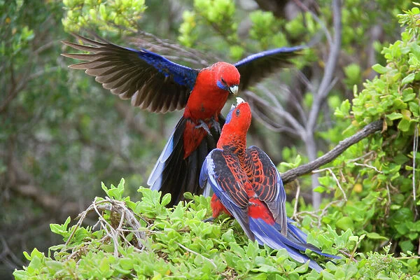 Crimson Rosella - two adults about to 'kiss' each other